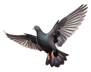 Pigeon Flying Isolated on Transparent Background - Generative AI
