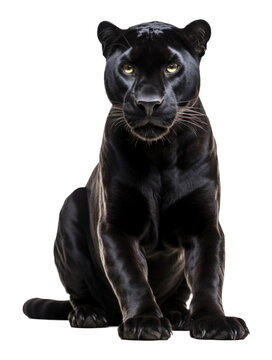 recommend clip art: Panther Sitting Isolated on Transparent Background - Generative AI
                    