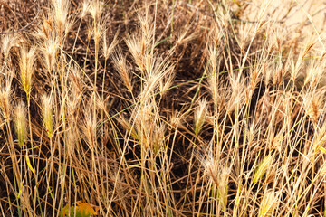 golden grass field
