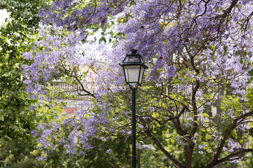 Lamppost in a park with flowering trees