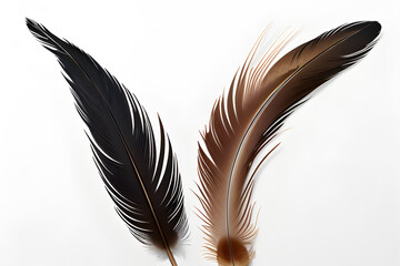 Beautiful feather on light background, clean design for advertising.