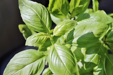 basil herb plant