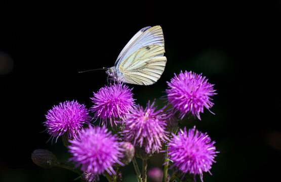 Green-veined white, Pieris napi, hangs on a thistle drinking nectar,
