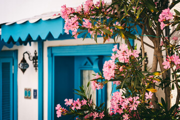 Fototapeta na wymiar A pink flowering oleander bush outside a traditional Mediterranean home. summer Holiday lifestyle