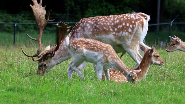 fallow deer grazing in a wildlife park, antler

