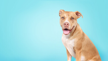Large dog on colored background while looking at camera. Cute puppy dog sitting with tongue sticking out and waiting for something. Female 10 months old Boxer Pitbull mix. Selective focus.