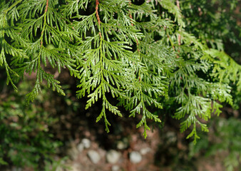 Western red cedar branch growing in coastal forest. Scale like leaves. Also Western redcedar, Thuja plicata or tree of life. Healing and spiritual power. Selective focus. North Vancouver, BC, Canada.