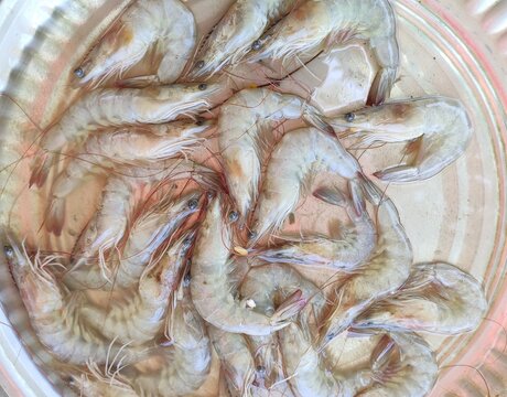 Shrimps displayed for sale in the market.