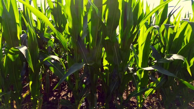 Cornfield in the morning