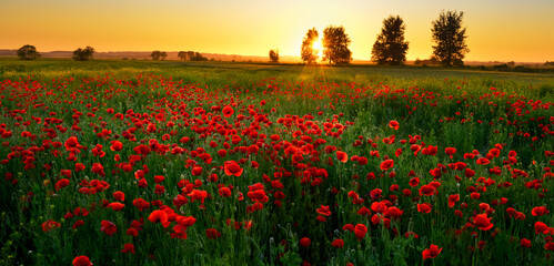 Poppy field at sunset near Kwidzyn, Poland
- 616764778