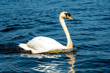 Swan swimming on the lake on a sunny day