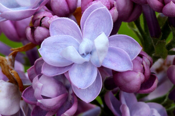 Lilac Floret Mandala 01