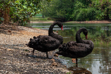 Two black swans are resting by the pond. Tropical landscape with birds.