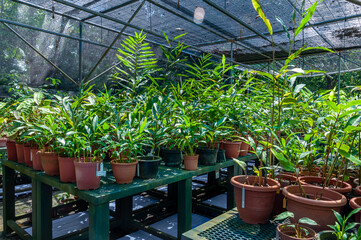 Fototapeta na wymiar Tropical plant nursery. Research plot for breeding and propagation.