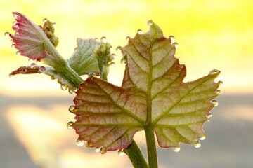 Grapeleaf with Waterdrops