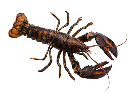 lobster png images _ food images _ Indian food images _ healthy food image _ lobster  in isolated white background 