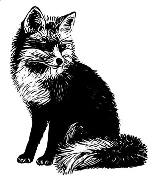 black and white fox illustration vector