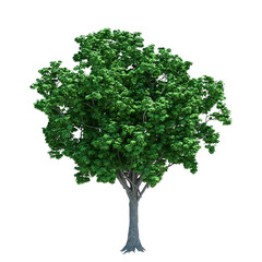 Fototapeta na wymiar green tree png images _ plant images _ leaves images _ Indian tree images _ green tree in isolated white background 