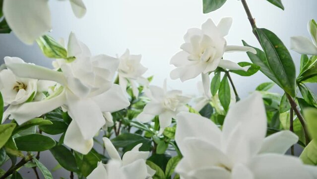 White gardenia flower in full bloom