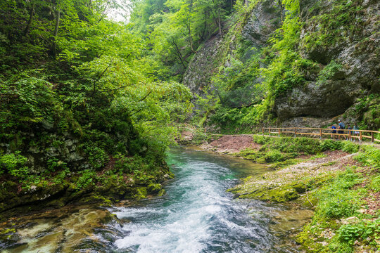 Lush Landscape of Radovna River Valley in Vintgar Gorge, Slovenia