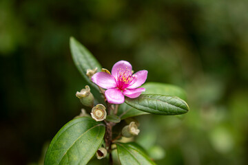 RoseMyrtle, Downy Rosemyrtle ,pink flower, Rhodomyrtus tomentosa