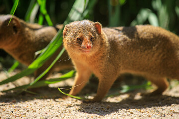 Full body of yellowish red common dwarf mongoose