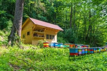 Apiary with honeybee hive boxes