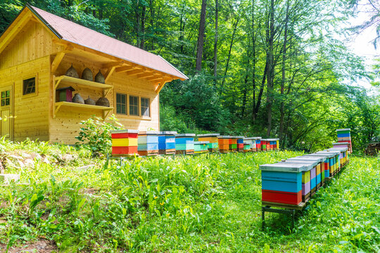 Outdoor Apiary for honeybees