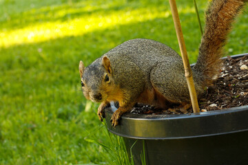Cupcake Squirrel