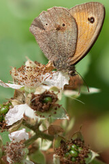 butterfly on leaf