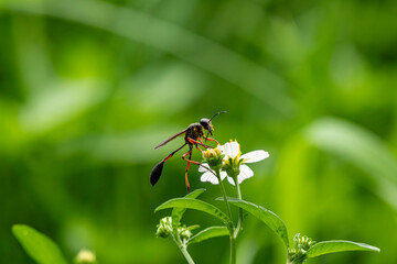 The queen bee collecting pollen from daisies.