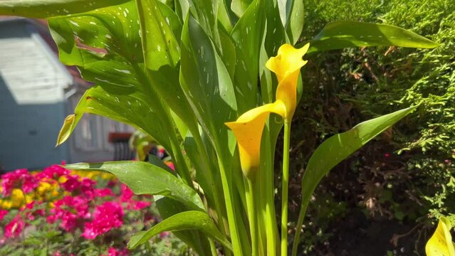 Yellow calla lilies on a background of green leaves with white speckles.