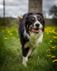 Border Collie running