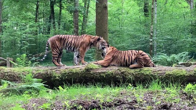 Tendresse chez les tigres