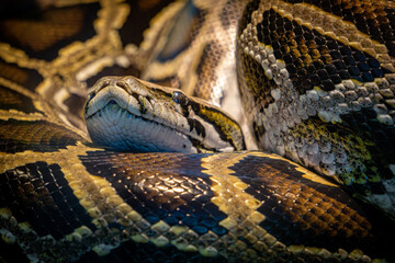 close up of a snake