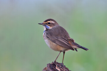 Bluethroat