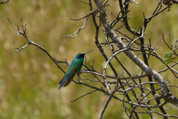 Sparking violetear on a branch, Andes, Peru.
