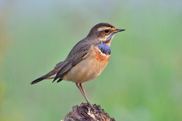Bluethroat