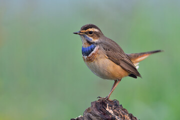 Bluethroat