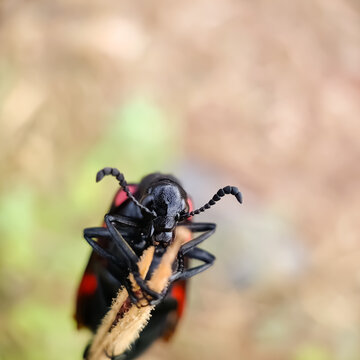 Blister beetles
