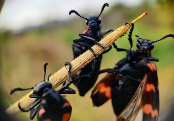 Blister beetles