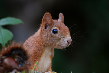 Squirrel (Sciurus vulgaris) Scoiattolo