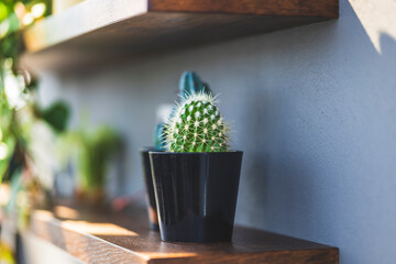 A little cactus on a wooden bookshelf - nordic indoor design