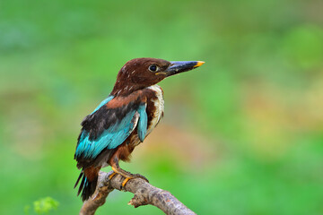 White-throated Kingfisher
