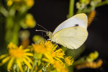 a small white butterfly on a yellow ragwort flower