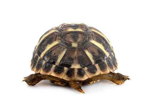 Hermann s tortoise in studio