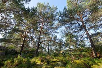 Fototapeta na wymiar Forest path in the Rocher de la Reine hill. Fontainebleau forest