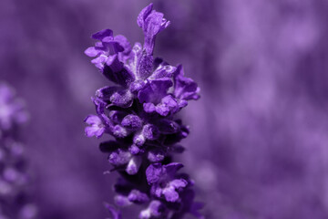 Lonely lavender flower on a green background.