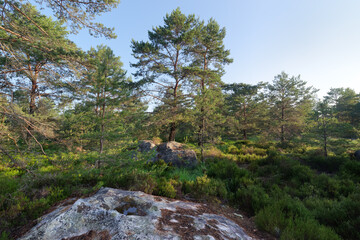 Fototapeta na wymiar Forest path in the Rocher de la Reine hill. Fontainebleau forest
