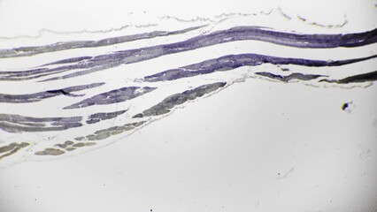 Longitudinal section of human skeletal muscle pattern filmed in lab under microscope 40x against bright field background. Macro footage of man tissue shown with magnification to study its structure